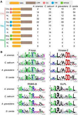 Comparative-genomic analysis reveals dynamic NLR gene loss and gain across Apiaceae species